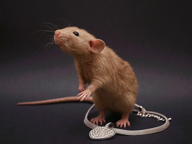 Породы крыс | ЗооТом - продажа, вязка и услуги для животных в Сретенске