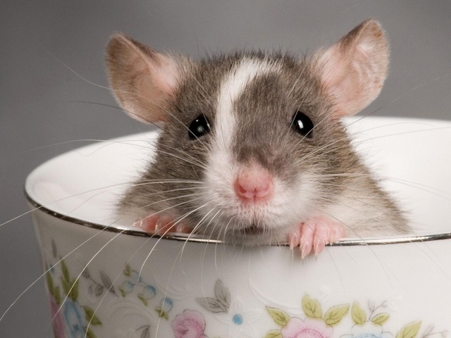 Породы крыс | ЗооТом - продажа, вязка и услуги для животных в Сретенске