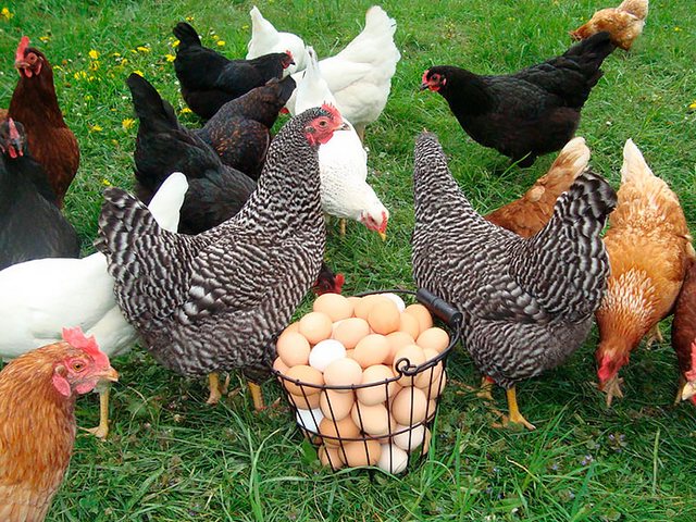 Содержание кур и уход за ними | ЗооТом - продажа, вязка и услуги для животных в Сретенске