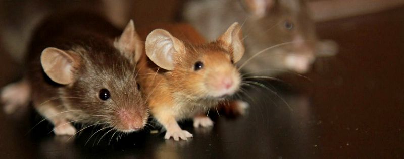 Все о мышах в Сретенске | ЗооТом - продажа, вязка и услуги для животных в Сретенске