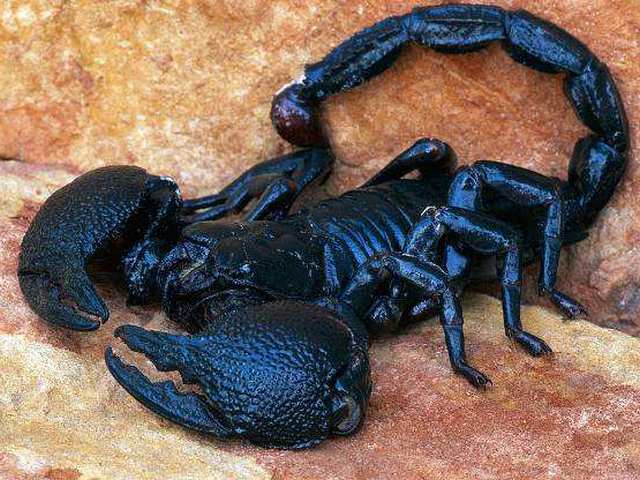 Все о скорпионах в Сретенске | ЗооТом портал о животных