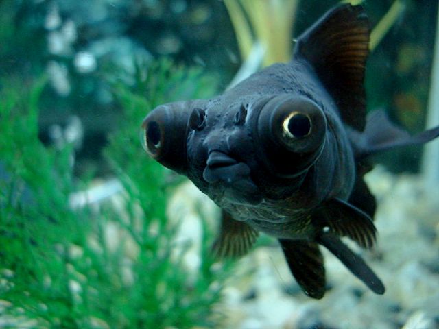 Породы аквариумных рыбок в Сретенске | ЗооТом портал о животных