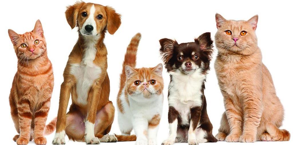 Доска объявлений о животных | ЗооТом - продажа, вязка и услуги для животных в Сретенске