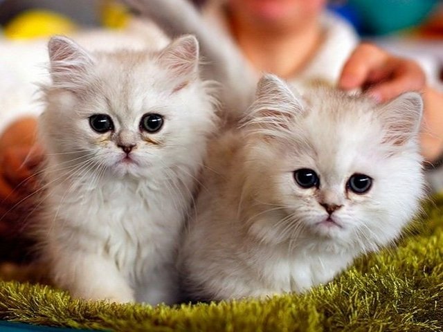 Породы кошек в Сретенске | ЗооТом портал о животных