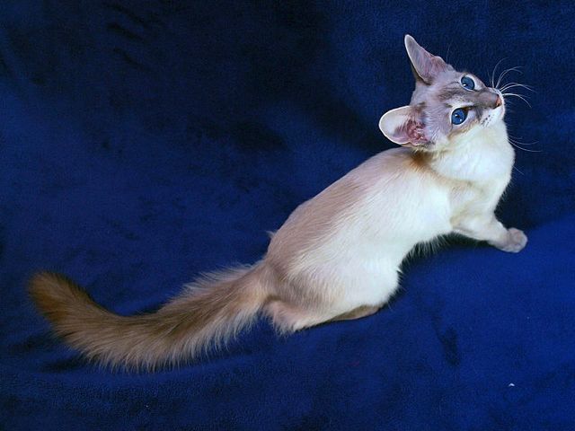 Выведенные породы кошек в Сретенске | ЗооТом портал о животных