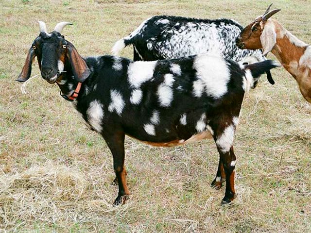 Породы коз в Сретенске | ЗооТом портал о животных