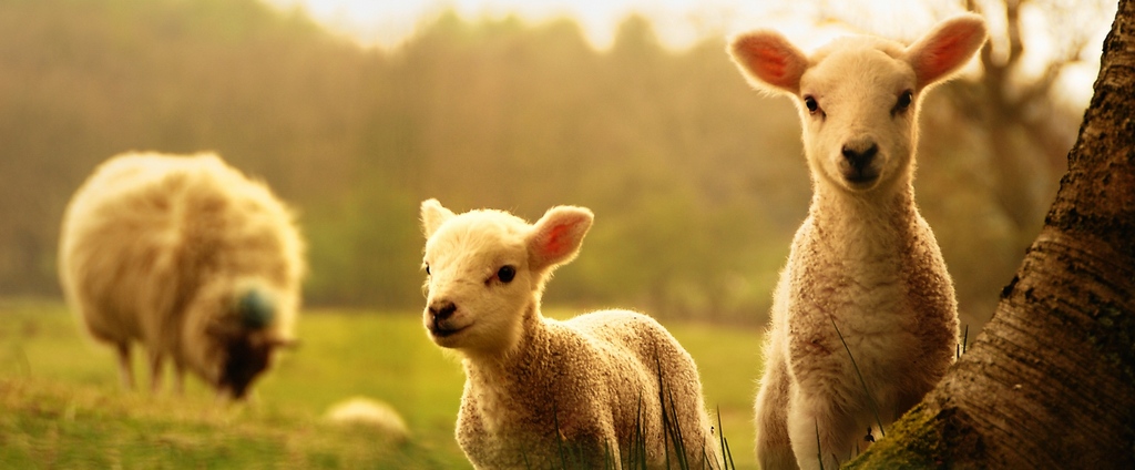 Объявления о сельскохозяйственных животных | ЗооТом - продажа, вязка и услуги для животных в Сретенске