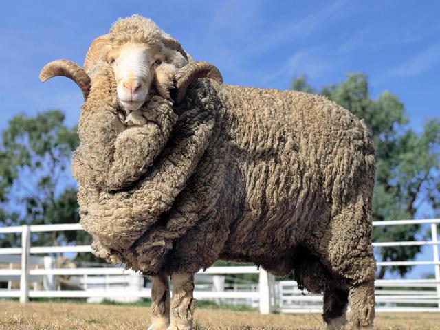 Породы овец в Сретенске | ЗооТом портал о животных