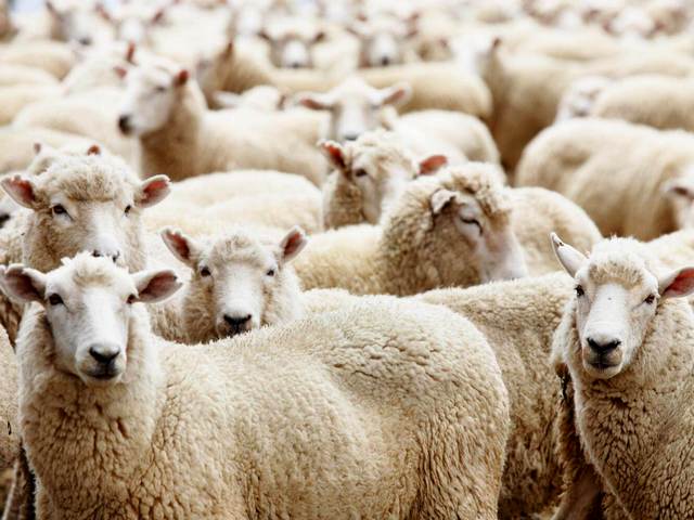 Породы овец в Сретенске | ЗооТом портал о животных