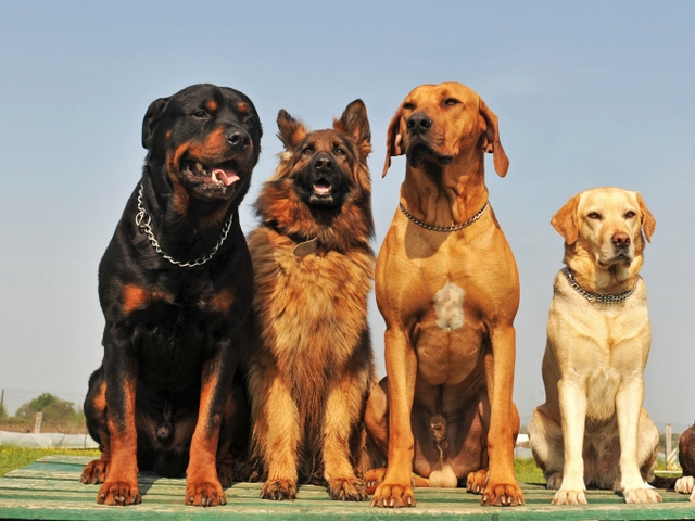 Крупные породы собак в Сретенске | ЗооТом портал о животных