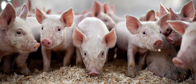 Все о свиньях в Сретенске | ЗооТом портал о животных