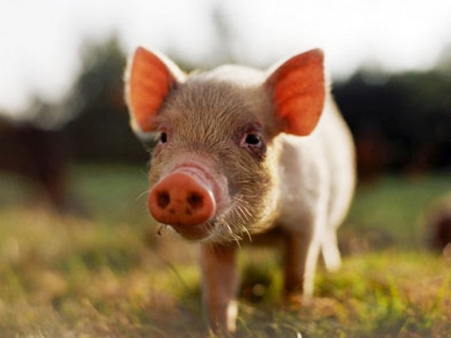 Все о свиньях в Сретенске | ЗооТом портал о животных