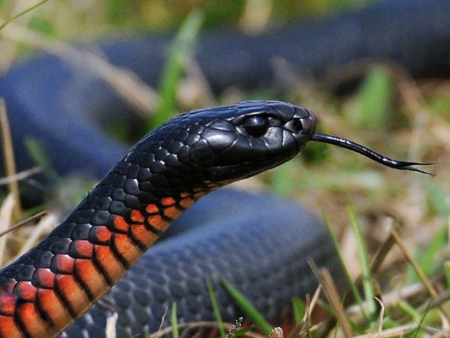 Все о змеях в Сретенске | ЗооТом портал о животных